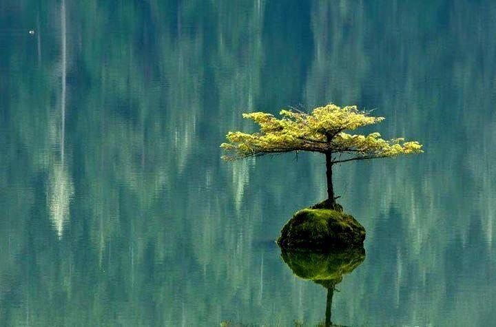 Alisunflower